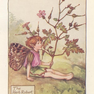 Original The Herb Robert Fairy print, Flower Fairies of the Summer, Original Vintage Print, Cicley mary Barker, c 1940, nursery decor