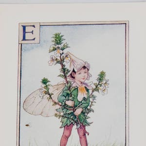 Letra E del alfabeto de hadas de las flores original, Eufrasia, hadas de las flores de Cicley Mary Barker, impresión de monograma vintage, c. 1940, decoración de guardería