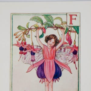 Flower Fairies Mounted F Fuchsia Alphabet Flower Fairy