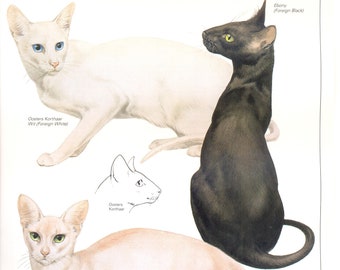 Vintage cat print, cat lover gift, cat lady gift, c 1982, Oriental Shorthair Cat