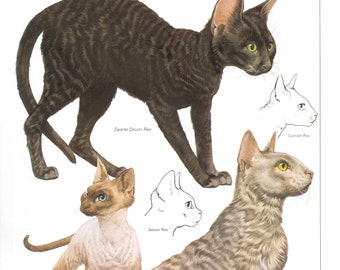 Vintage cat print, cat lover gift, cat lady gift, c 1982, Devon Rex Cat, Cornish Rex