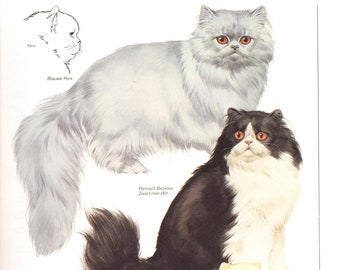 Vintage cat print, Persian cat, cat lover gift, cat lady gift, c 1982, Blue Persian, bicolour Persian