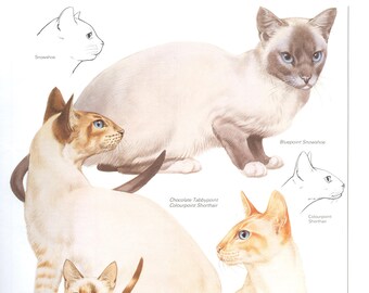 Snowshoe Cat Etsy