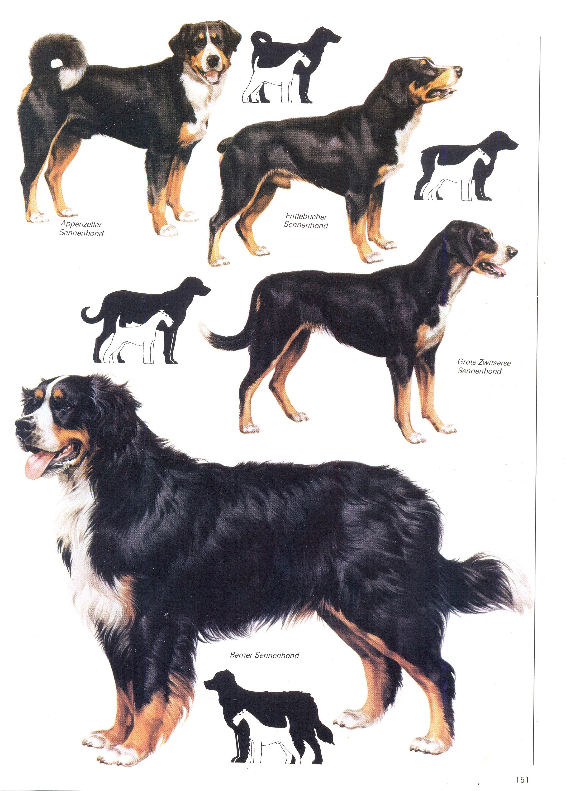 Swiss Alps The Entlebucher Mountain Dog Swiss Mountain Dog Canada