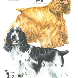 Vintage dog print, American Cocker Spaniel, English Cocker Spaniel,  dog lover gift, dogmom gift