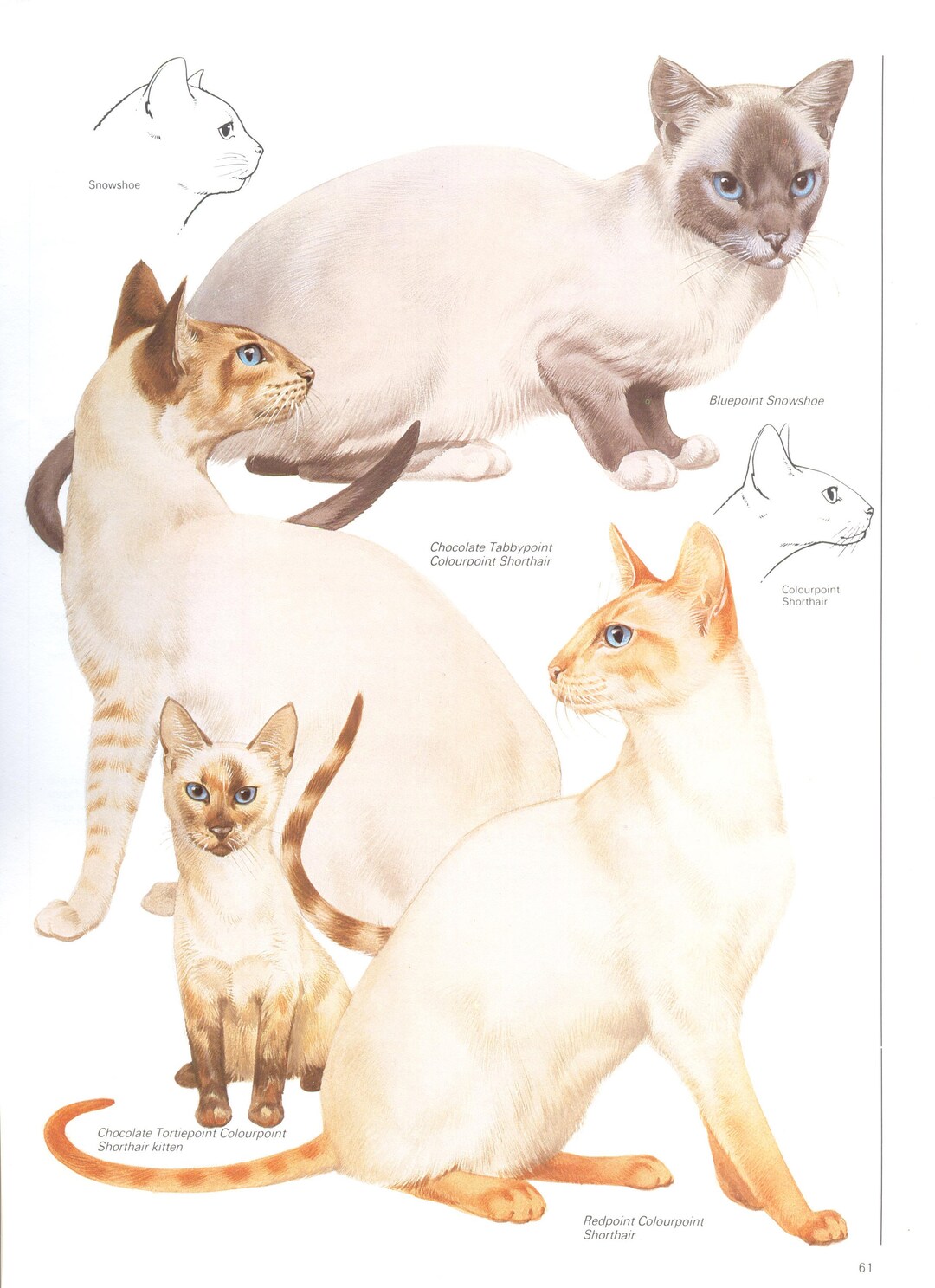 Vintage Cat Breed Print, 1980s Shorthair Cat Illustration - Etsy