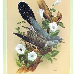 May include: A painting of a grey and white bird perched on a branch with white flowers. The bird has black and white markings on its tail feathers. The flowers are white with green leaves.