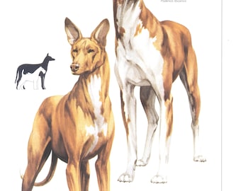 Vintage Hundeprint, Podenco Ibicenco und Pharaoh Hound