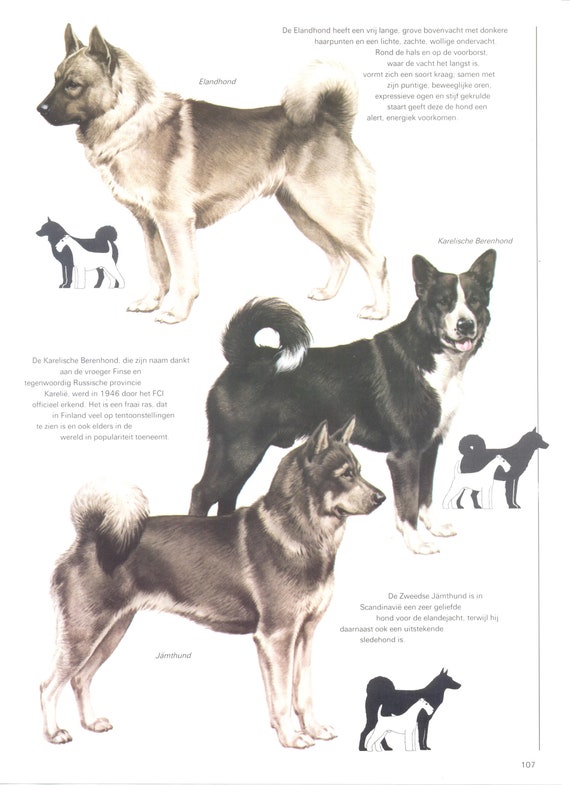 Bear Hound Breeds Vintage Dog Print, Norwegian Elkhound, Karelian