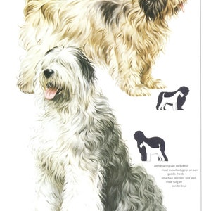 Vintage dog print, Polish Lowland Sheepdog, Old English Sheepdog, dog lover gift, dogmom gift, c 1980,