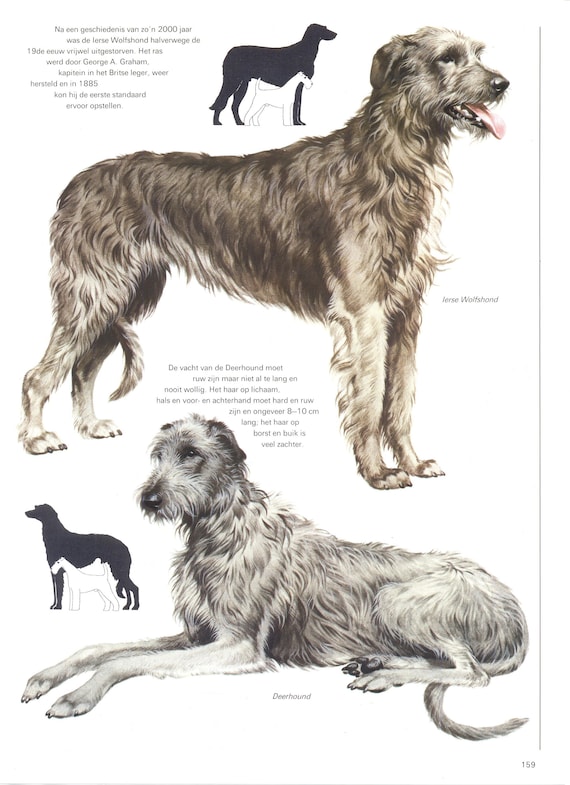 Vintage Irish Wolfhound & Scottish Deerhound Print, Dog Lover Gift