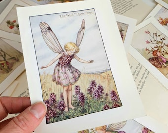 Cicely Mary Barker Flower Fairies Prints, Vintage Botanical Art, Fairy Wall Decor
