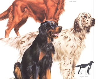 Vintage Setter Dog Print, Irish, English, Gordon Setter, c 1980
