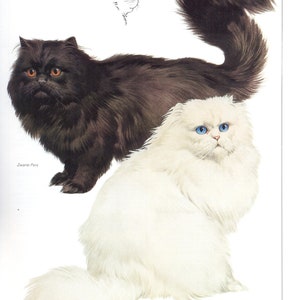 ヴィンテージ猫プリント、ペルシャ猫、猫好きへのギフト、猫好き女性へのギフト、1982 年頃、黒ペルシャ猫、白ペルシャ猫
