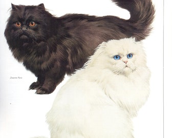 Vintage cat print, Persian cat, cat lover gift, cat lady gift, c 1982, Black Persian cat, White Persian cat