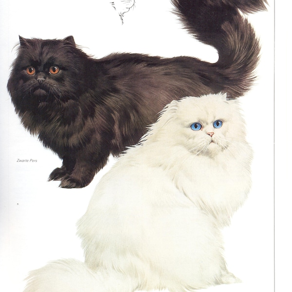 Vintage Katze Druck, persische Katze, Katze-Liebhaber-Geschenk, Katze Dame Geschenk, c 1982, schwarze persische Katze, weiße persische Katze