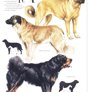 Vintage Dog Print, Karabash, Anatolian Shepherd, Rafeiro Do Alentejo ...