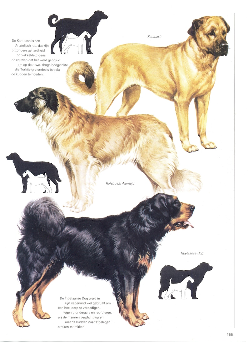 Vintage Dog Print, Karabash, Anatolian Shepherd, Rafeiro Do Alentejo ...