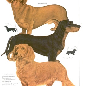 May include: Illustration of three Dachshunds, each with a different coat type: short-haired, long-haired, and wire-haired. The illustration is in a vintage style with a white background. The text "Kortharige Teckel", "Langharige Teckel", and "Ruwharige Teckel" is included in the image.