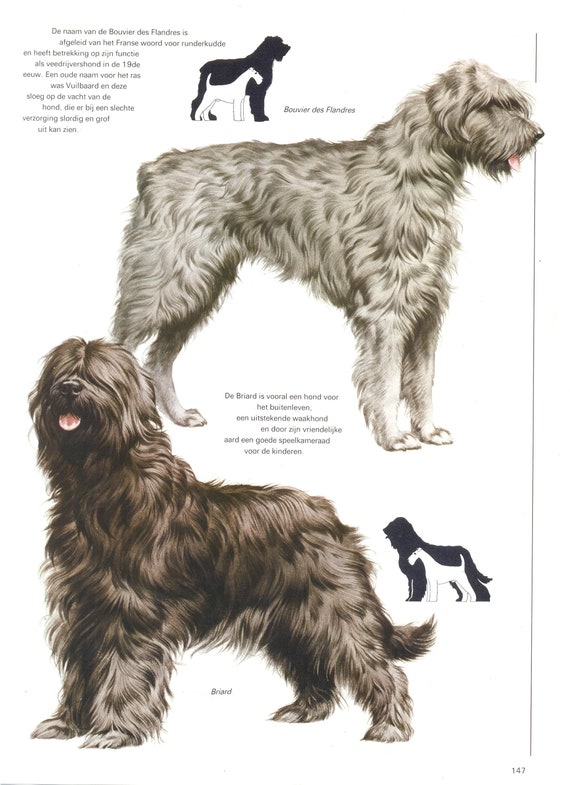 French Dog Breeds Bouvier De Flander Dog Vintage Dog Print
