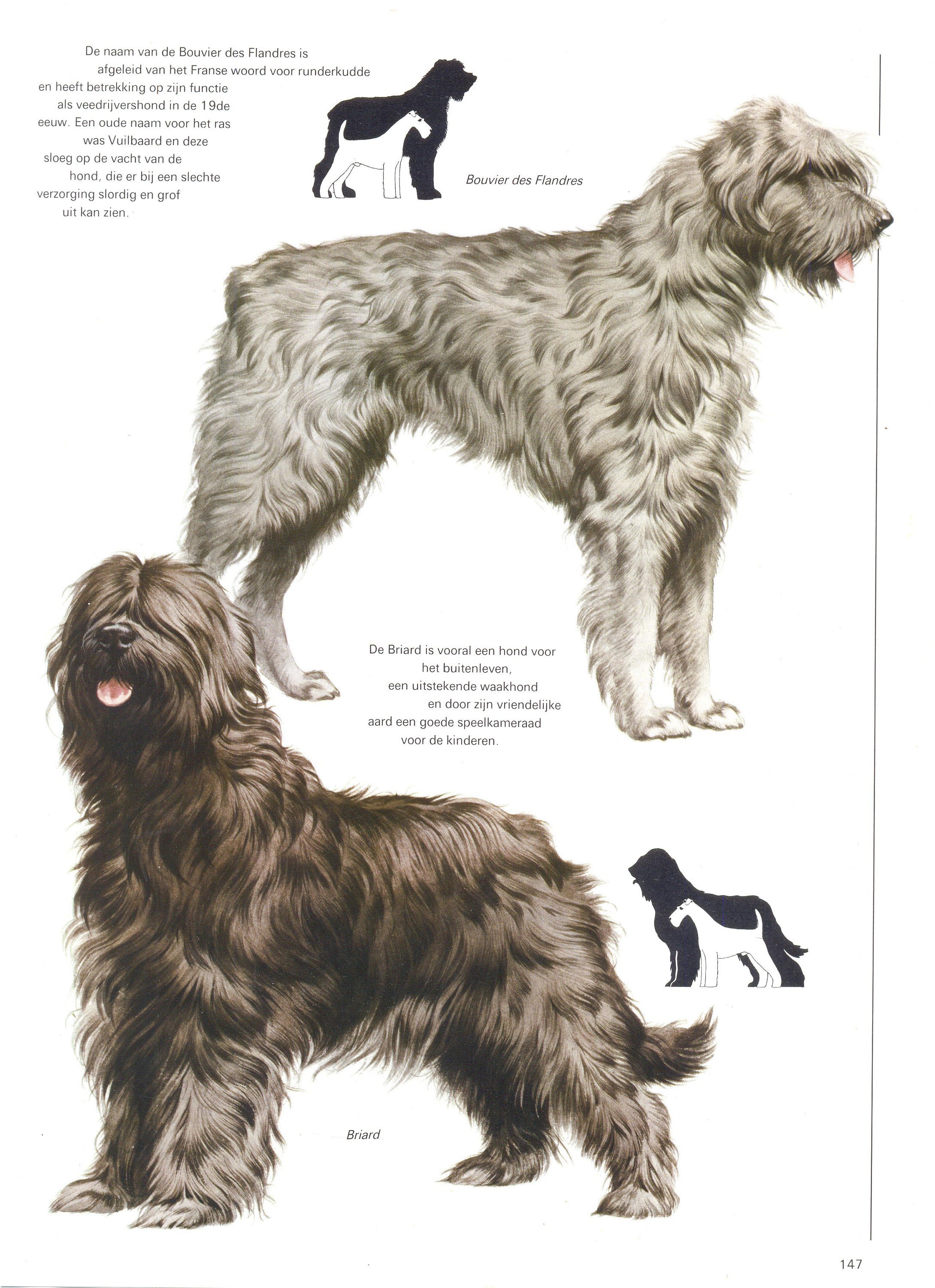 Bouvier Des Flanders Canvas Shoe Bouvier Des Flanders Canvas Shoe
