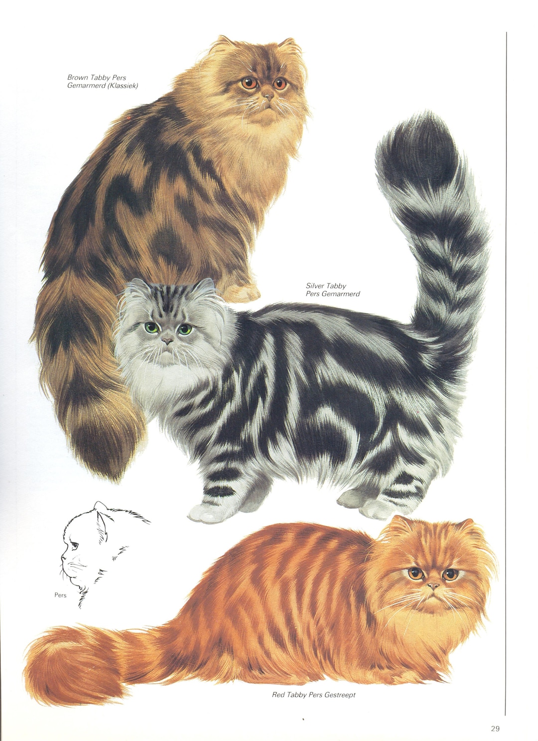 Buy Vintage Cat Print, Persian Cat, Cat Lover Gift, Cat Lady Gift, C 1982,  Brown Tabby Persian, Silver Tabby Persian, Red Tabby Persian Online in