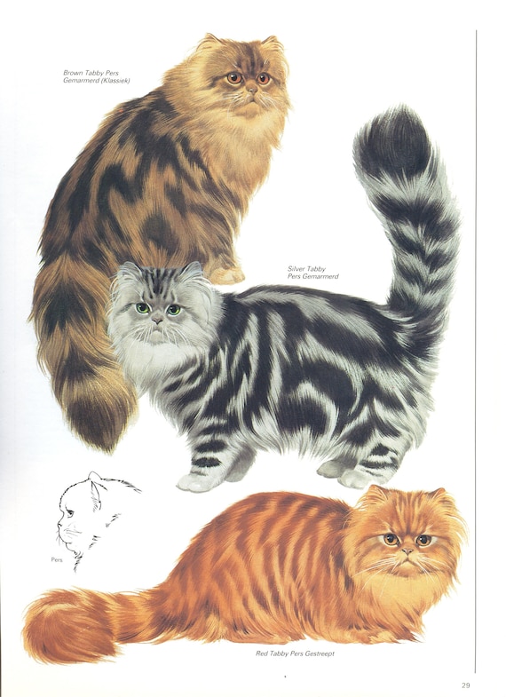 Red tabby persian cat 2025