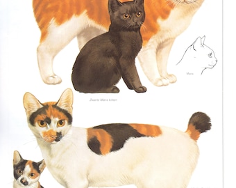 Vintage cat print, cat lover gift, cat lady gift, c 1982, Manx Cat, Mi-Ke Japanese Bobtail