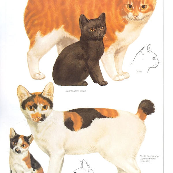 Vintage cat print, cat lover gift, cat lady gift, c 1982, Manx Cat, Mi-Ke Japanese Bobtail