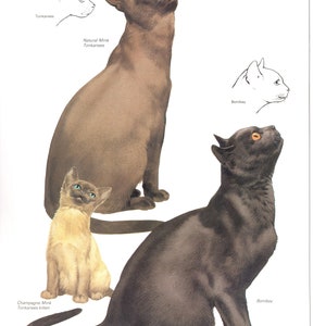 Vintage cat print, cat lover gift, cat lady gift, c 1982, Mink Tonkinese Cat, Bombay Cat