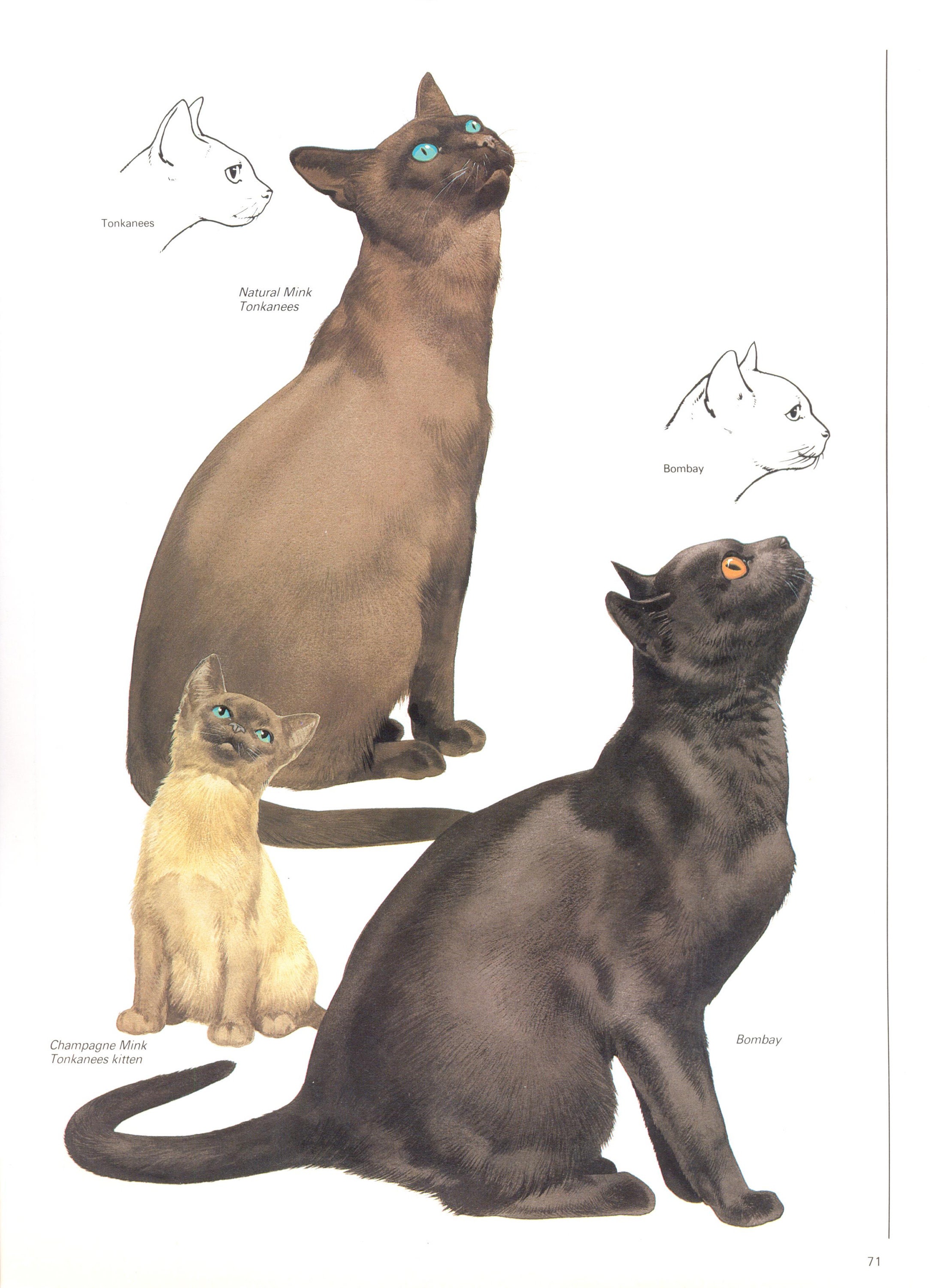 lilac champagne mink tonkinese