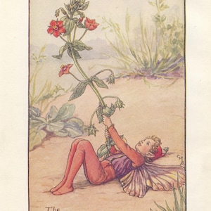 Original The Scarlet Pimpernel Fairy print, Flower Fairies of the Summer, Original Vintage Print, Cicley mary Barker, c 1940, nursery decor