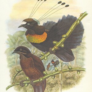 impression vintage d'oiseaux de paradis, art d'oiseau, oiseau de paradis Lawes, impression de Parotia lawesi, cadeau d'ornithologie, John Gould