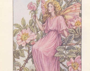 Flower Fairies: the WILD ROSE FAIRY Vintage Print C1930 by Cicely