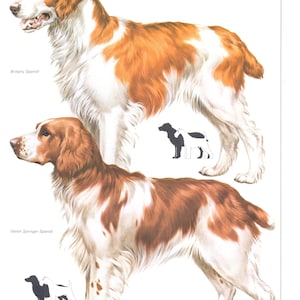 Vintage dog print, Brittany Spaniel, Welsh Springer Spaniel,  dog lover gift, dogmom gift