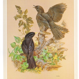 Vintage bird print, blackbird print, ornithology gift, Garden Birds, Maurice Pledger, c 1980, turdus merula