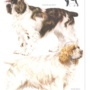 Vintage Hundedruck, English Spring Spaniel, Clumber Spaniel, Hundeliebhaber Geschenk, Dogmama Geschenk