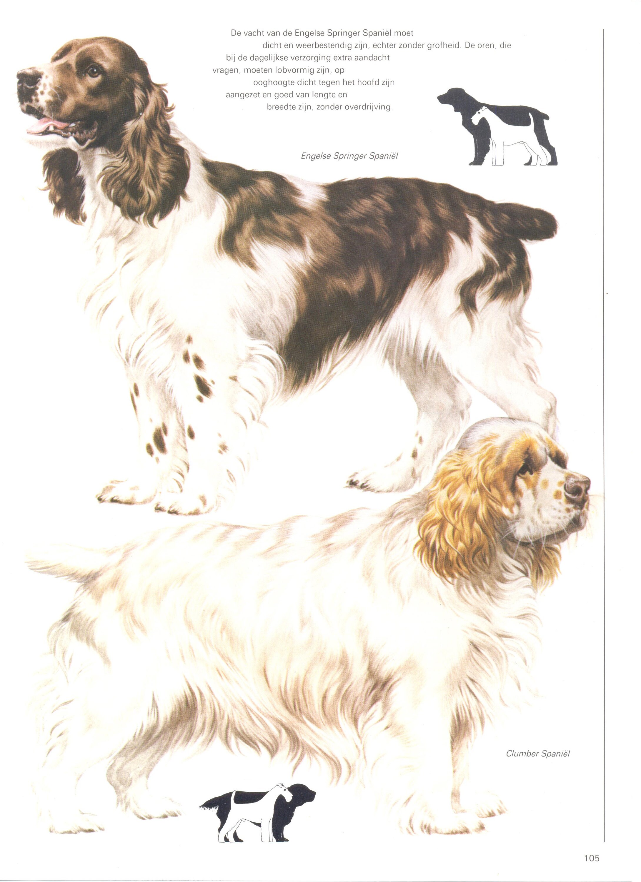 Vintage dog print, English Springer Spaniel, Clumber Spaniel, dog lover gift, dogmom gift