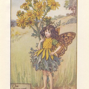 Original The Ragwort Fairy print, Flower Fairies of the Summer, Original Vintage Print, Cicley mary Barker, c 1940, nursery decor