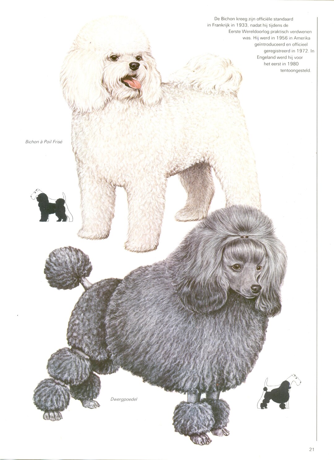 Vintage Dog Print, Bichon a Poil Frise, Miniature Poodle, Bichon Frize ...