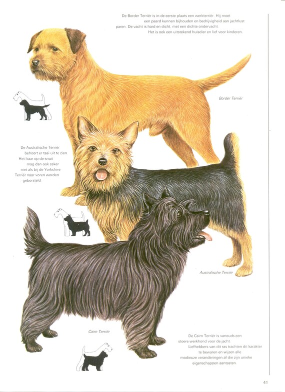 Cairn Terrier Border Terrier Cairn Terrier Border Terrier Buy