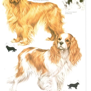 Vintage dog print, King Charles Spaniel, Cavalier King Charles Spaniel, dog lover gift, dogmom gift, c 1980