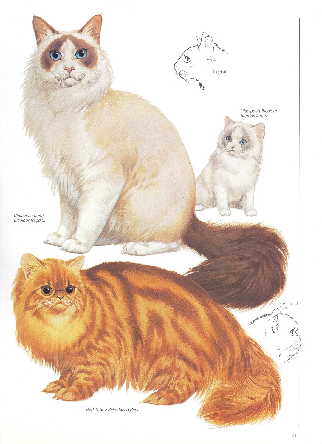 Vintage Cat Breeds Print, Ragdoll, Persian Cat, 1980s - Etsy