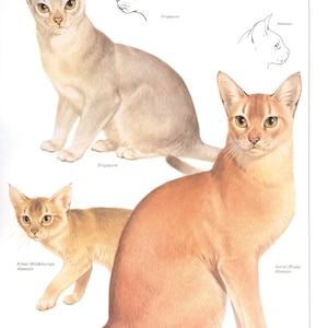 Vintage cat print, cat lover gift, cat lady gift, c 1982, Abyssinian cat, Singapura Cat