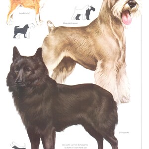 ヴィンテージ犬種プリント、ルンデフント、ドヴェルグシュナウザー、シッパーキ