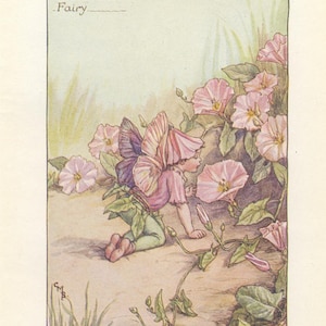 Original The Convolfulus Fairy print, Flower Fairies of the Summer, Original Vintage Print, Cicley mary Barker, c 1940, nursery decor