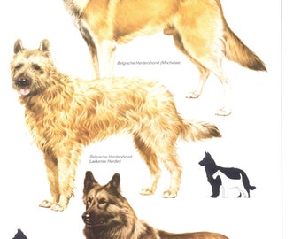 Vintage dog print, Belgian Shepherd, Laekenois Shepherd, Tervuren Shepherd, dog lover gift, dogmom gift, c 1980,