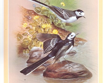 Vintage bird print, White wagtail print, ornithology gift, Garden Birds, Maurice Pledger, c 1980, motacilla alba