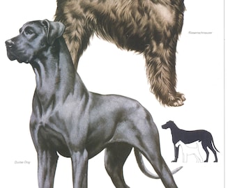 Impresión de perro Dane Riesenschnauzer vintage, c 1980