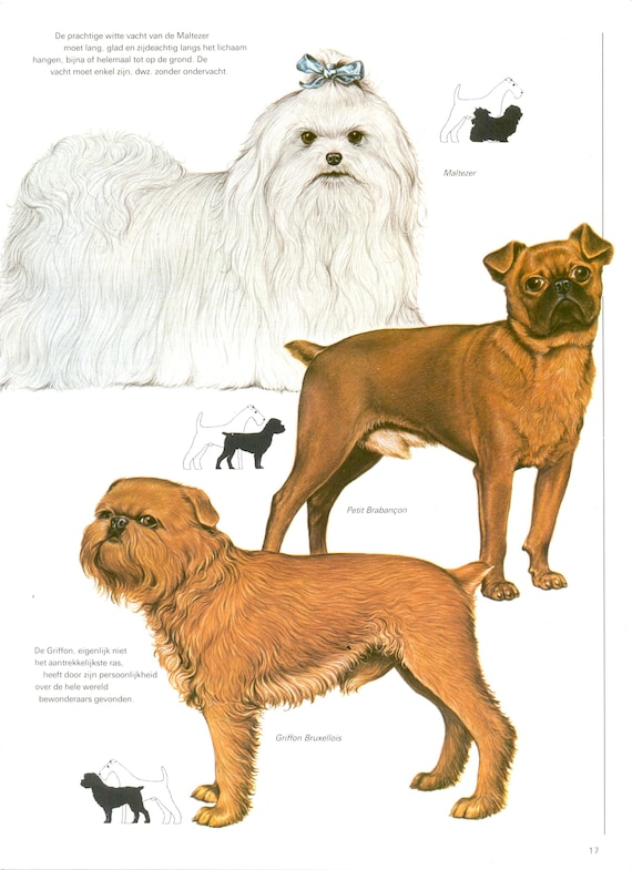 Vintage Dog Print, Maltese, Petit Brabancon Griffon Bruxellois